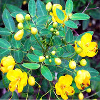 Semen Cassiae Flower Seeds for Planting Herbal Blooming Seeds, Medicinal Ornamental Plant