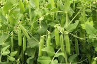 Green pea plants growing in a raised vegetable garden bed.

