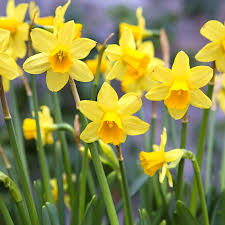 Dwarf Daffodil flowers growing in a garden