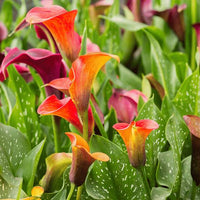 Calla Lily flowers blooming in an outdoor garden planting area

