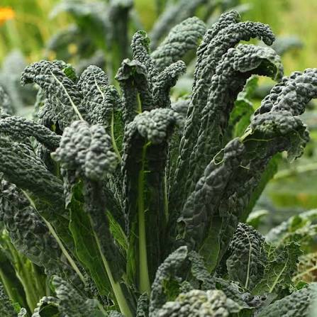 Cavolo Nero plants with dark green textured leaves growing in a garden bed.
