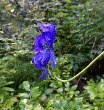 Blue Monkshood Flower Seeds for Planting - 100 pcs