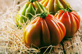 Cream-Colored Tomato Solanum lycopersicum for planting in home garden
