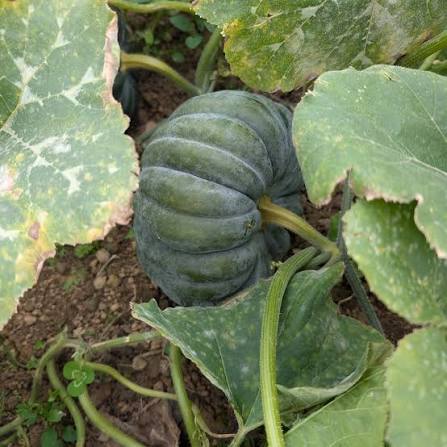 Futsu Squash Vegetable Seeds for Planting - heirloom & Non-GMO Seeds