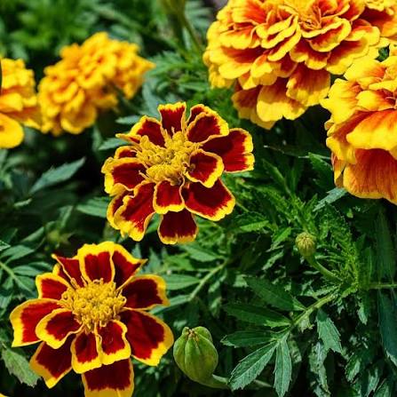 Heirloom Marigold Sparky Flower Seeds, Non-GMO Bright Blooms for Vibrant Garden Planting