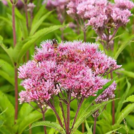 Joe Pye Flowers Seeds Heirloom Non GMO Planting - 100 pcs