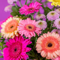 Gerbera Mixed Flower Seeds for Planting – Organic, Heirloom, Non-GMO Seeds