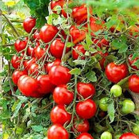 Mixed pack of young tomato plug plants ready for planting.
