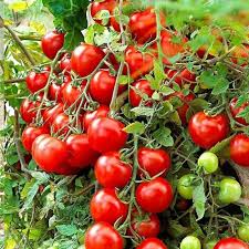 Mixed pack of young tomato plug plants ready for planting.
