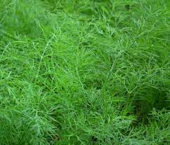Heirloom Non-GMO Anethum Graveolens Seeds for Planting ƒ?? Aromatic Green Dill Herb for Culinary and Medicinal Use