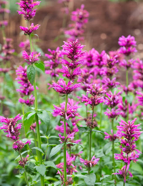 Heirloom Non-GMO Shoshone Plant Seeds for Planting – Native Ornamental Blooms for Wildflower Gardens