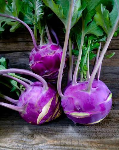 Red Kohlrabi plants growing in a vegetable garden