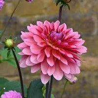 Colorful Dahlia flowers blooming in a landscaped garden bed

