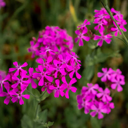 Catchfly Flower Seeds – Heirloom, Non-GMO Flower Seeds for Planting
