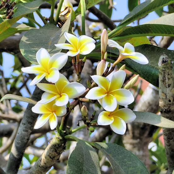 Champa Flower Seeds Heirloom Non GMO Planting - 100 pcs