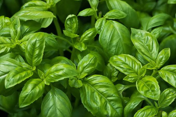 Basil plants thriving in a patio container with vibrant green foliage.

