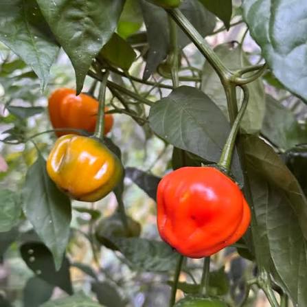Aji Dulce Yellow Round Pepper Seeds for Planting heirloom & Non-GMO Seeds