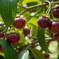 Mangosteen tree growing in a tropical garden setting
