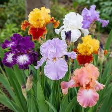 Perennial Iris flowers with distinctive butterfly-style blooms