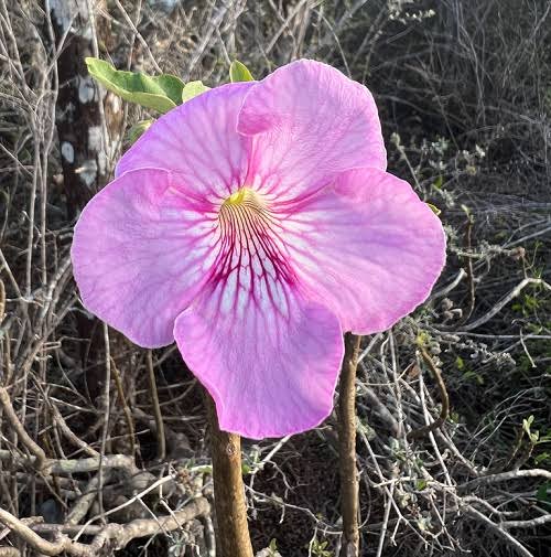 Organic Stellulifera Flower Seeds for Planting – Heirloom, Non-GMO