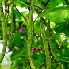 Rattlesnake Beans Vegetable Seeds for Planting heirloom & Non-GMO Seeds