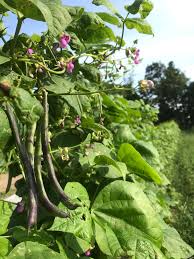 Rattlesnake Beans Vegetable Seeds for Planting heirloom & Non-GMO Seeds
