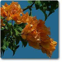 Bougainvillea Orange Flower Seeds for Planting - 100 pcs