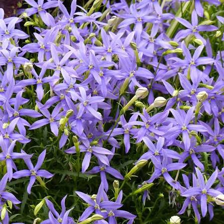 Blue Laurentia Flower Seeds for Planting - 100 pcs