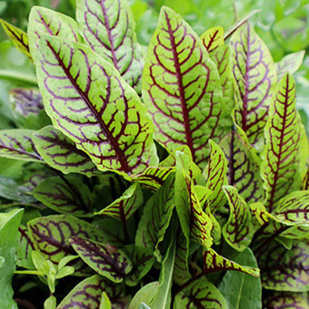 Red sorrel plants growing in a garden bed with colorful foliage.
