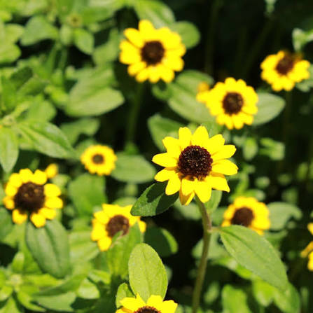Yellow Creeping Zinnia Flower Seeds for Planting – Vibrant Ground Cover, Non-GMO, Heirloom Seeds