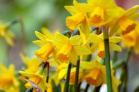 Narcissus Flower Seeds Thick Yellow for Planting, NON GMO Seeds