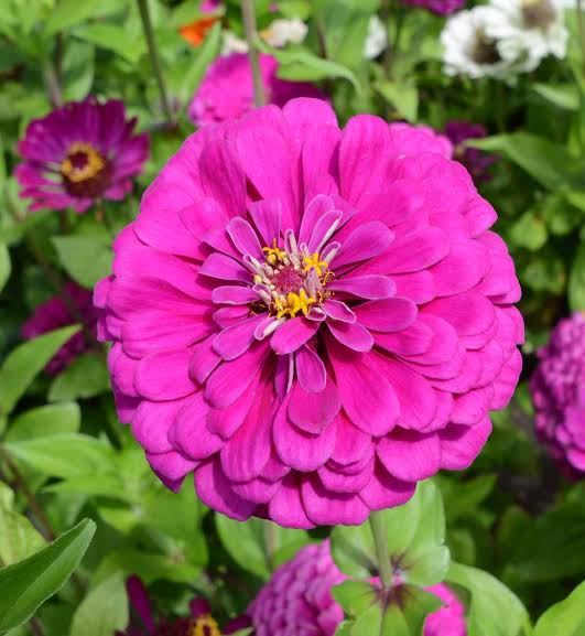 Deep Purple Zinnia Flower Seeds for Planting – Non-GMO, Heirloom, Vibrant Blooms