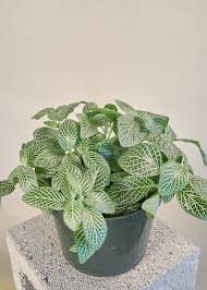 Fittonia Albivenis Seeds â€“ Heirloom, Non-GMO White Nerve Plant Seeds for Indoor Planting