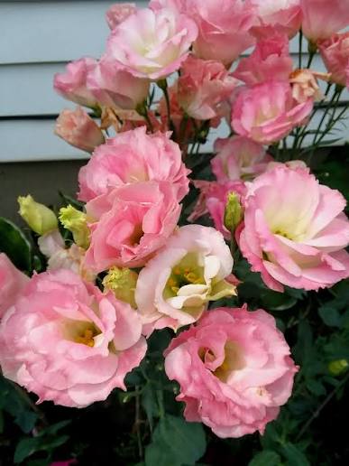 Peach Eustoma (Lisianthus) Flower Seeds for Planting - Heirloom, NON-GMO, Easy to Grow Seeds