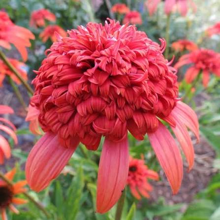 Orange Red Echinacea Secret Lust Wildflower Seeds for Planting -Hierloom Flower Seeds,GMO Free Seeds
