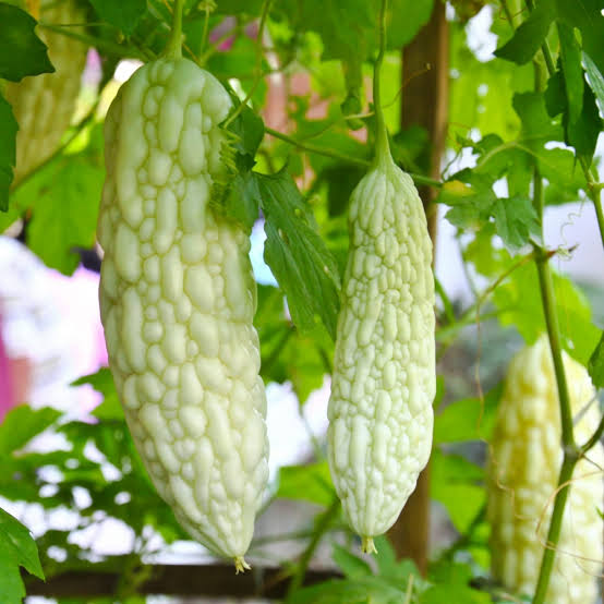 White Bitter Melon Vegetable Seeds