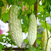 White Bitter Melon Vegetable Seeds