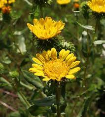 Grindelia Flower Seeds for Planting - 100 pcs