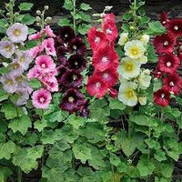 Mixed Hollyhock Flower Planting Seeds for Garden NON GMO Seeds