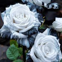 Black and White Rose Flower Seeds for Planting Non-GMO Heirloom Garden Seeds for Growing