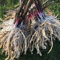 White Skirret growing in fertile garden soil with vibrant green stems and foliage.

