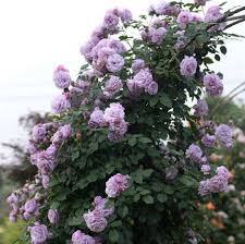 Climbing Rose Flower Seeds for Planting Dark Purple Non-GMO Heirloom Garden Seeds for Growing