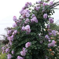 Climbing Rose Flower Seeds for Planting Dark Purple Non-GMO Heirloom Garden Seeds for Growing