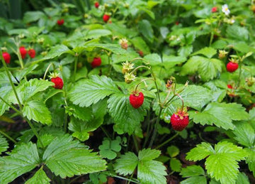 Wild strawberry plants growing as a green ground cover in a garden.
