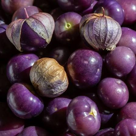 Organic Purple Tomatillo Seeds for Planting heirloom & Non-GMO Seeds