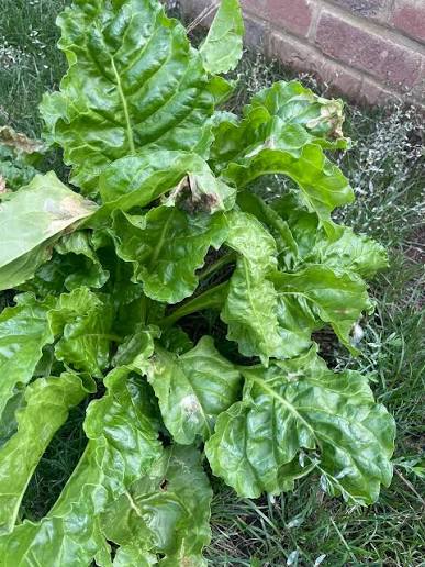 Broadleaf Tortoise Forage Blend Seeds for Planting heirloom & Non-GMO Seeds