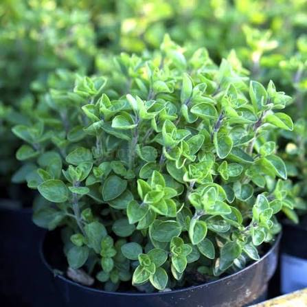 Greek oregano plants growing in a decorative outdoor container.

