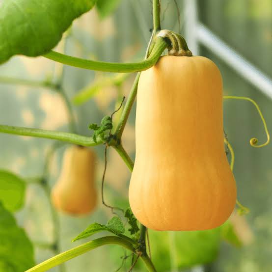 Butternut squash plant growing with trailing green vines