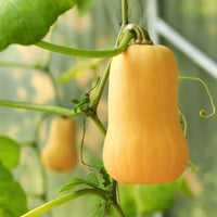 Butternut squash plant growing with trailing green vines