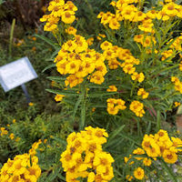 Organic Heirloom Non-GMO Yellow Mexican Tarragon Seeds for Planting – Garden Herbs